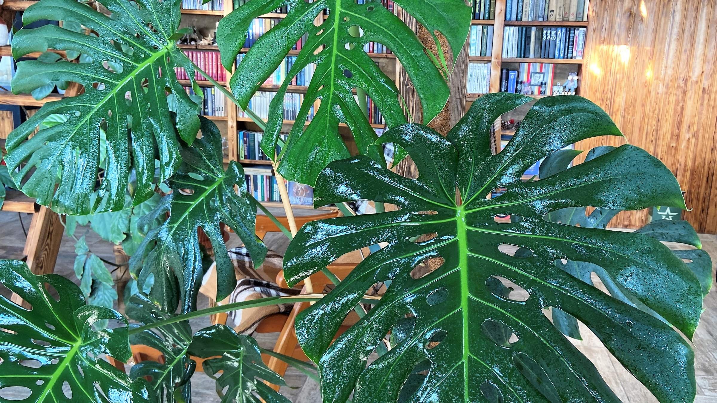 монстера деликатесная (делициоза). монстера цветок ядовитое растение. монстера ядовитая. монстера диффенбахия.