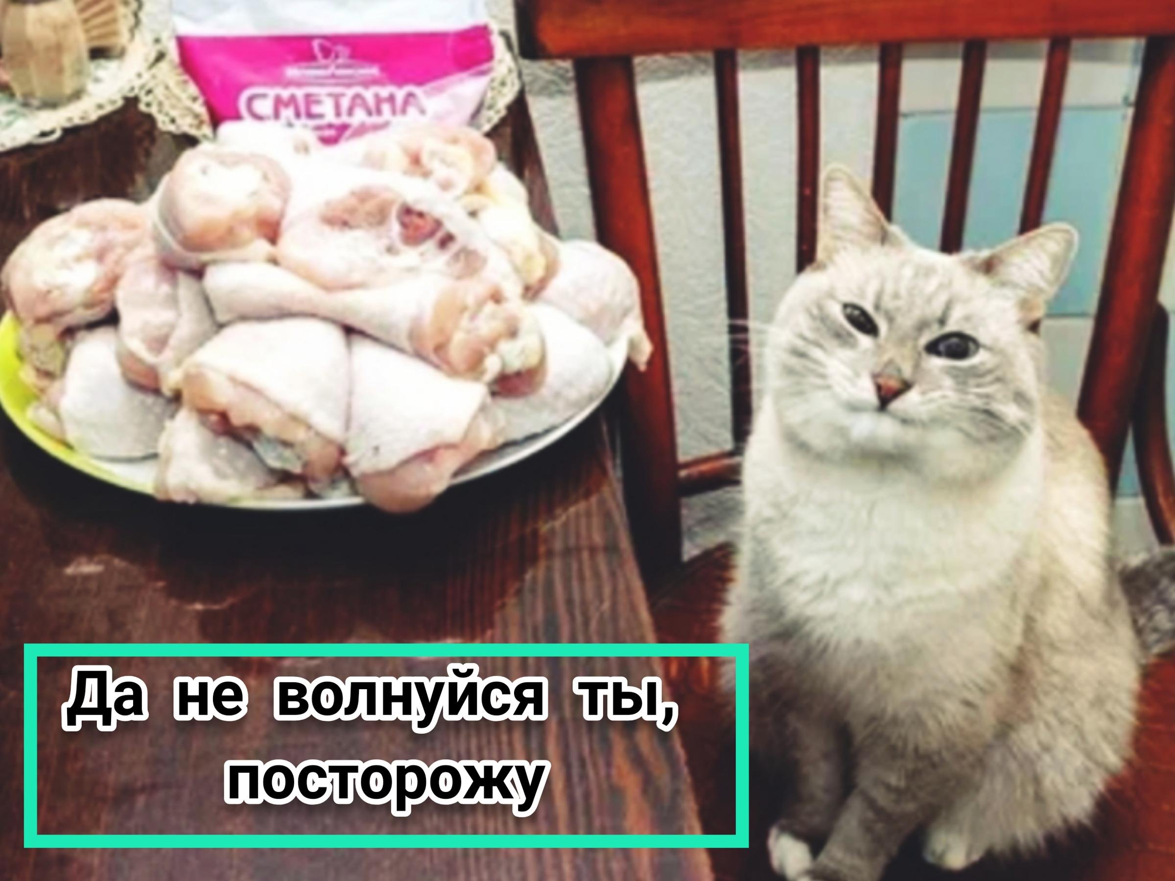 Котики пытаются стащить еду