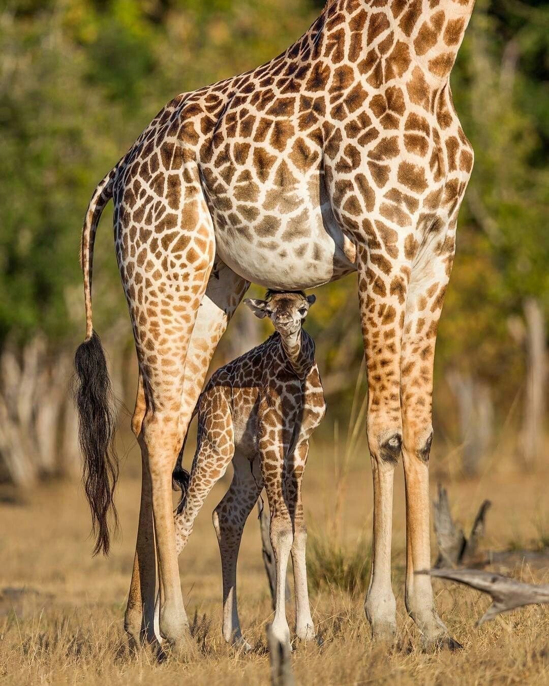 Яйца жирафа