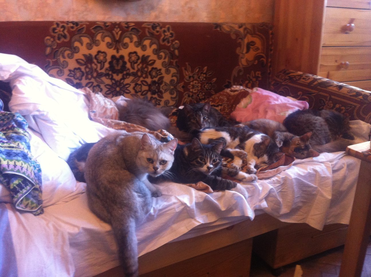 Много котов на кровати