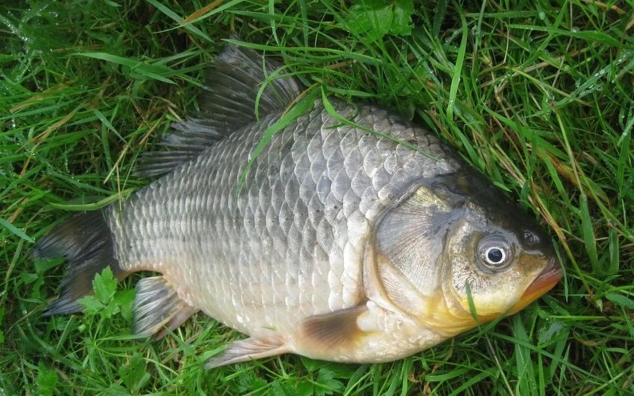 Рыба карась. Карась обыкновенный Carassius Carassius. Серебряный карась (Carassius gibelio). Carassius auratus серебряный карась. Карась золотой Carassius Carassius.