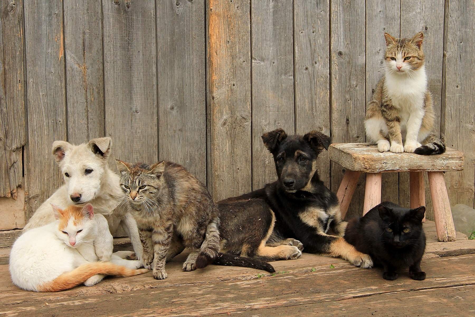 Кошка в деревне