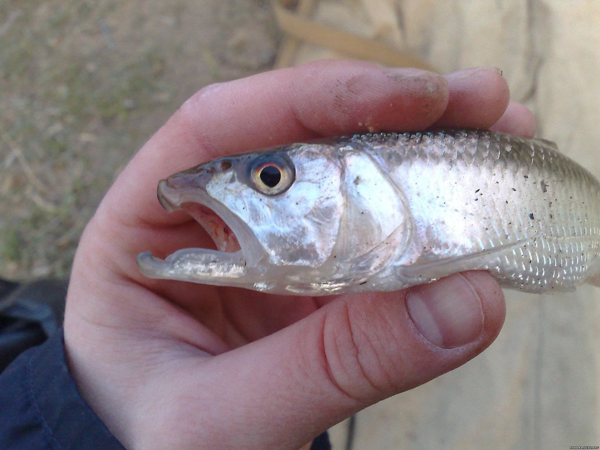 Рыба трегуб амурский. Трегуб рыба дальний восток. Рыба трегуб амурский. Трегуб рыба. Рыба трегуб амурский.