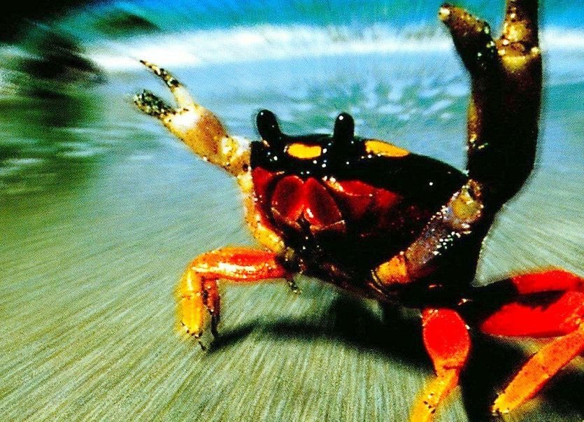 Альбом с крабом на обложке — поворотный момент в истории танцевальной ...