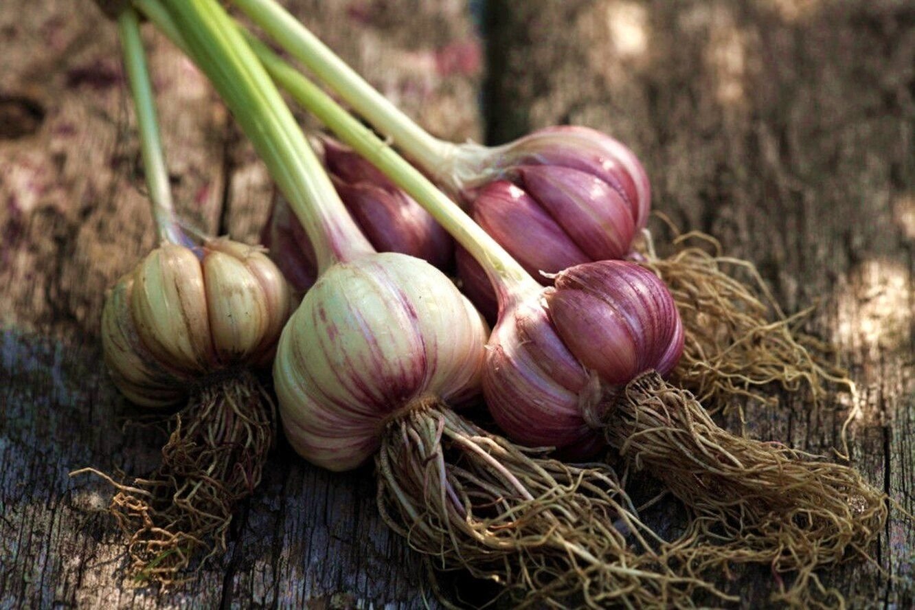 Вырастет ли чеснок. Allium sativum. Чеснок. Урожай чеснока. Чеснок растение.