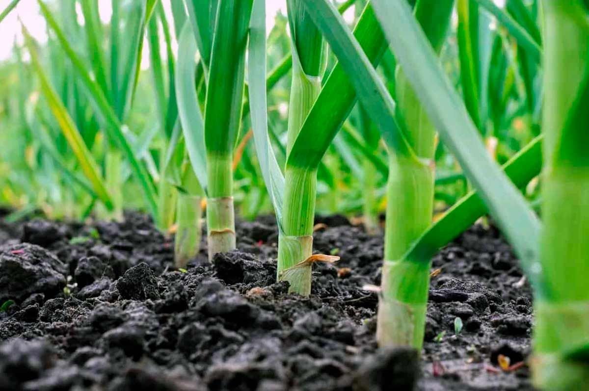 посажены озимые. надо открывать озимый чеснок. озимый чеснок на грядке. всходы зимнего чеснока. посадка озимого чеснока.