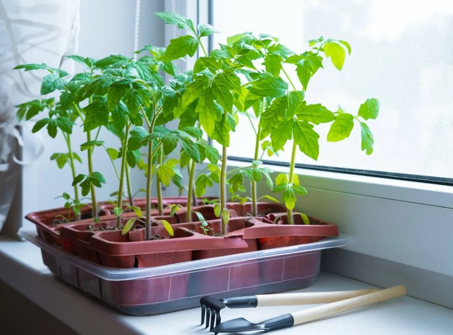 помидоры на рассаду в феврале. сеем томаты на рассаду. высадка томатов в теплицу в апреле. рассада томатов лайфхаки. рассада на подоконнике.