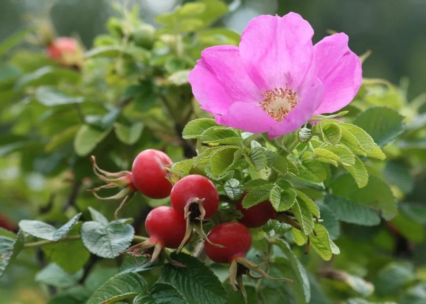 шиповник воронцовский 1. шиповник бесшипный вниви. шиповник дикая роза ругоза. шиповник воронцовский куст. шиповник плодовый.