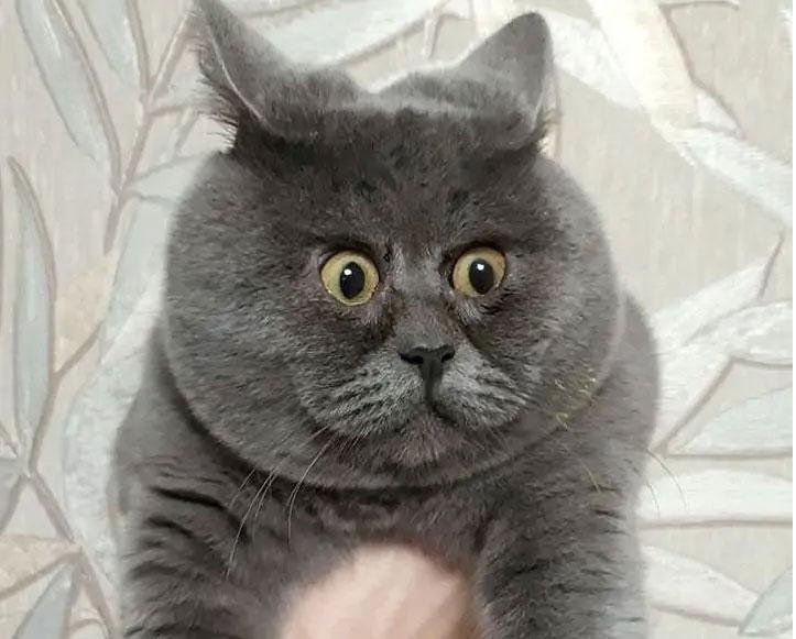 Вечно удивленный кот