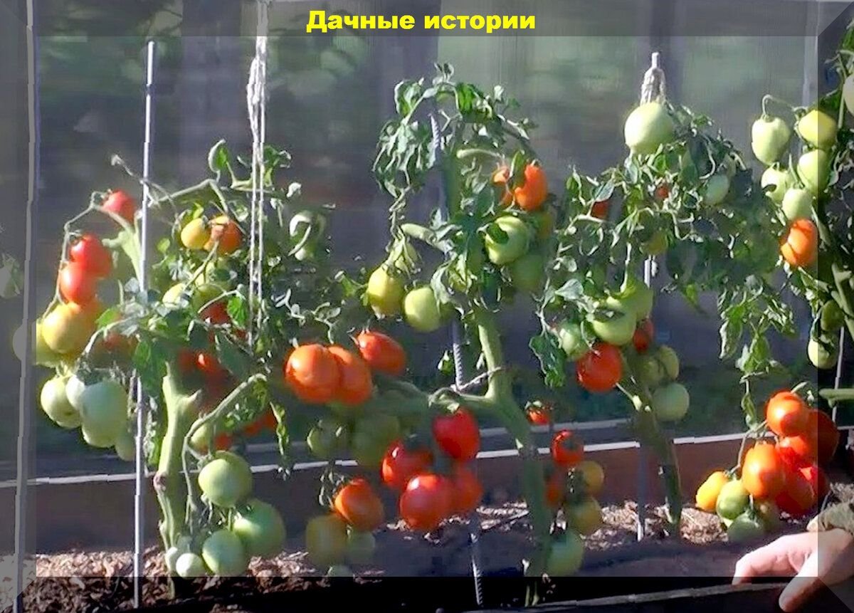 Томат леонид отзывы фото 5+5+5: пять очень вкусных томатов, пять проверенных томатов для открытого грунта