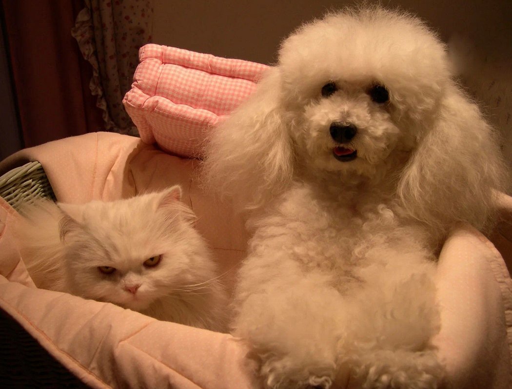 пудель и кот. той пудель тедди. собака породы пудель карликовый сидит. кот пудель. той пудель кокоро.