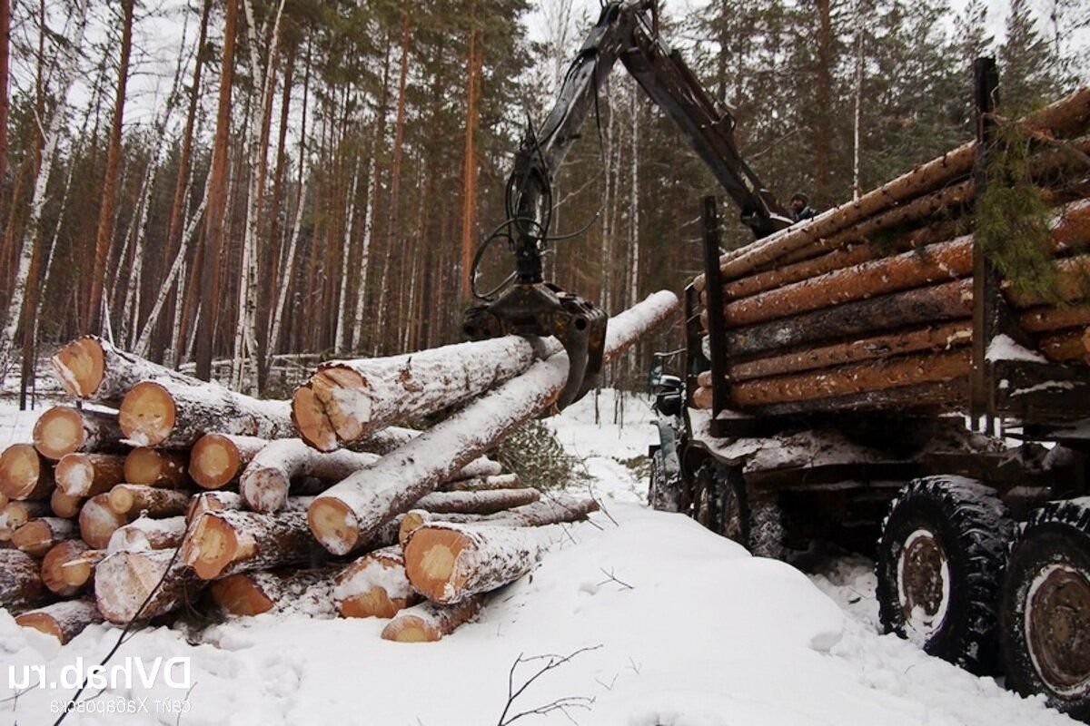 Оставшегося бревна. ООО Кыштымский лес. Лесхоз Кыштым. Трелёвочник делянка. Заготовка леса.