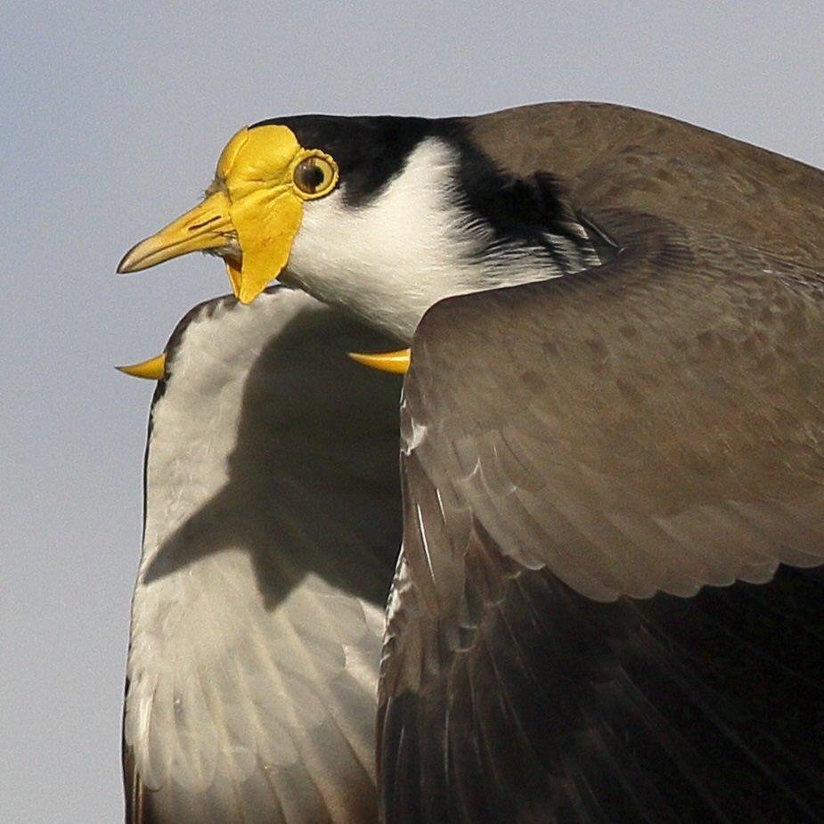 Masked Lapwing