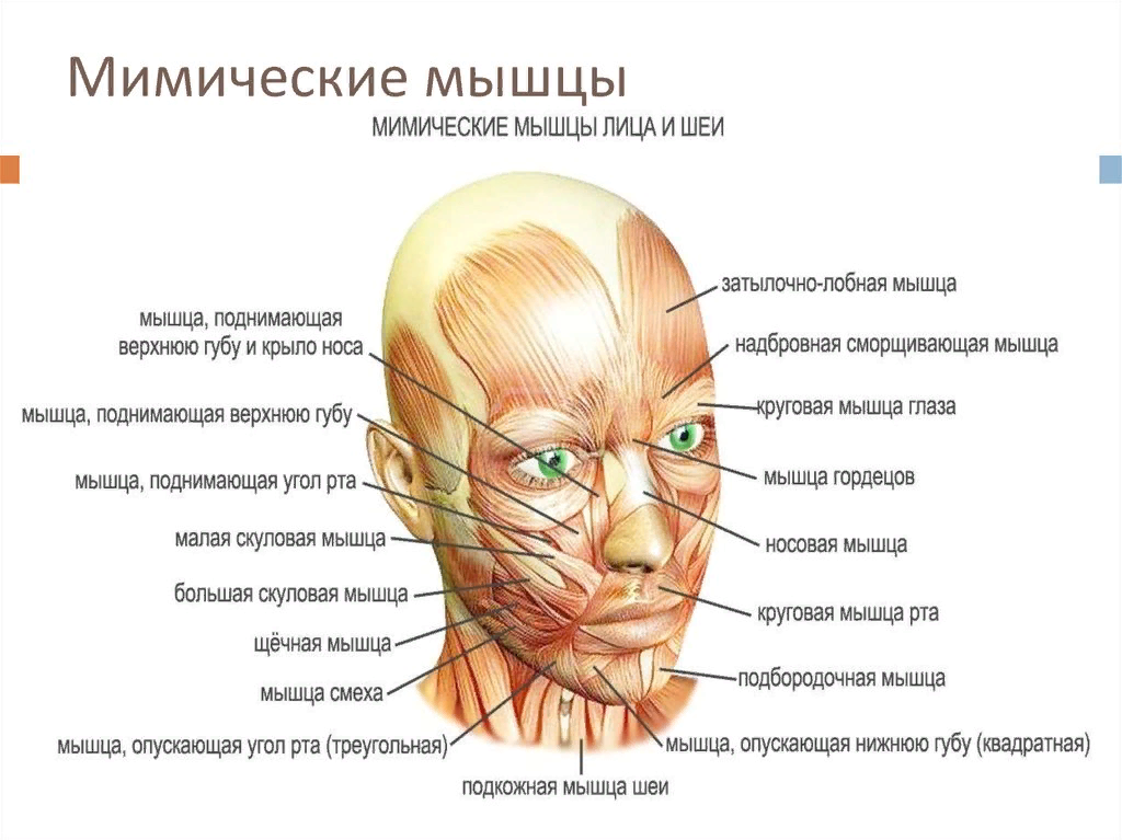 Напряжение лицевых мышц. Мышцы лица. Лицевые мышцы. Мышцы лица человека. Схема лицевых мышц.