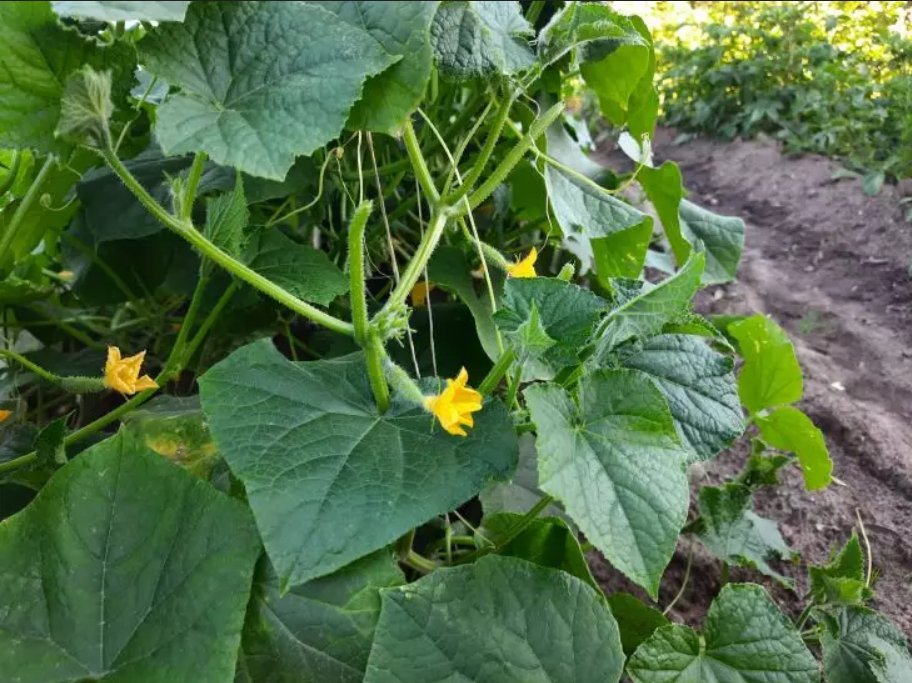 Красивые огурцы. Грядка для огурцов. Огурец моцарт f1. Огурцы на даче. Сорт огурцов мева.