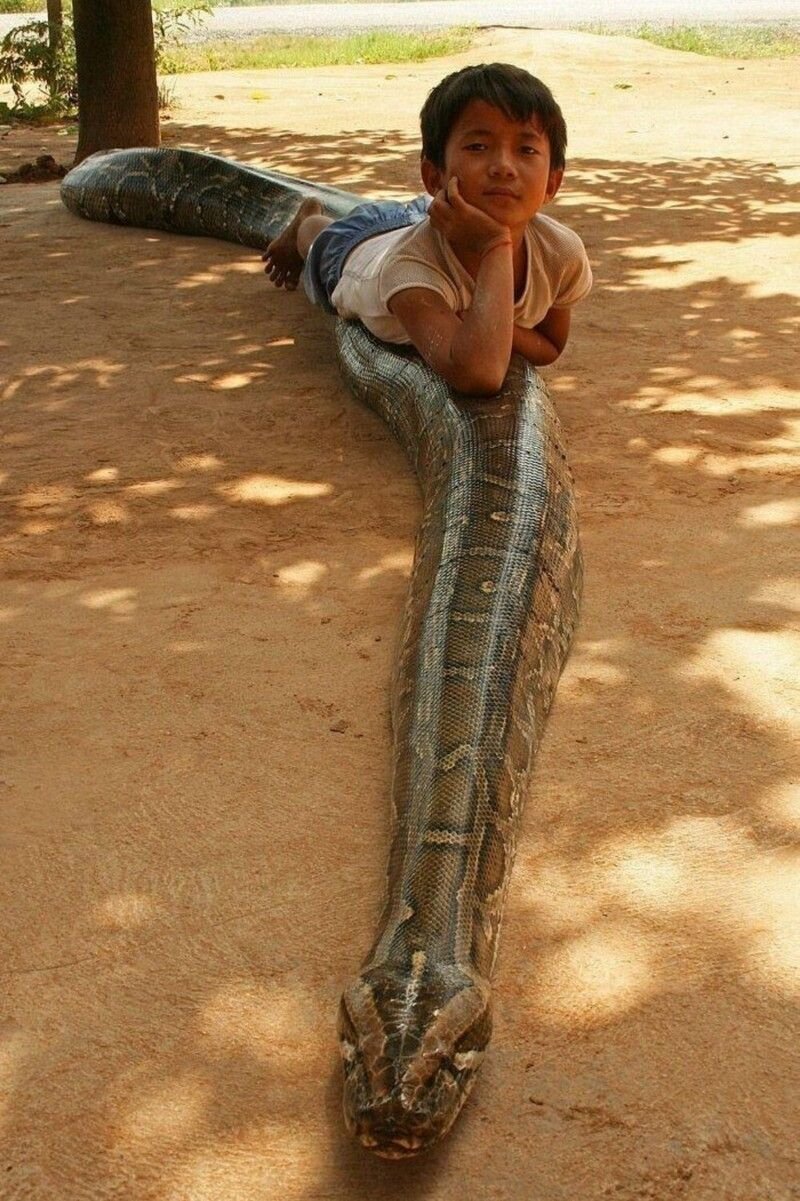картинки самого большого в мире змея