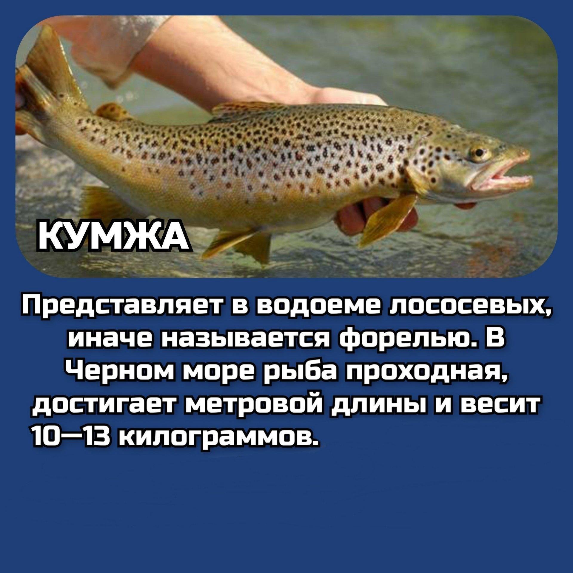 рыба на черном море список