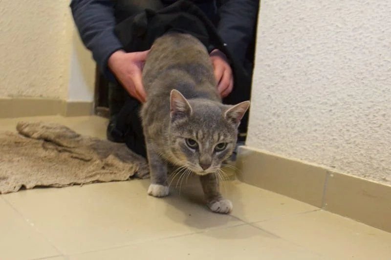 Дом для котика. Кошка в квартире. Новоселье квартира. Кот первый в дом. Новоселье кошка.