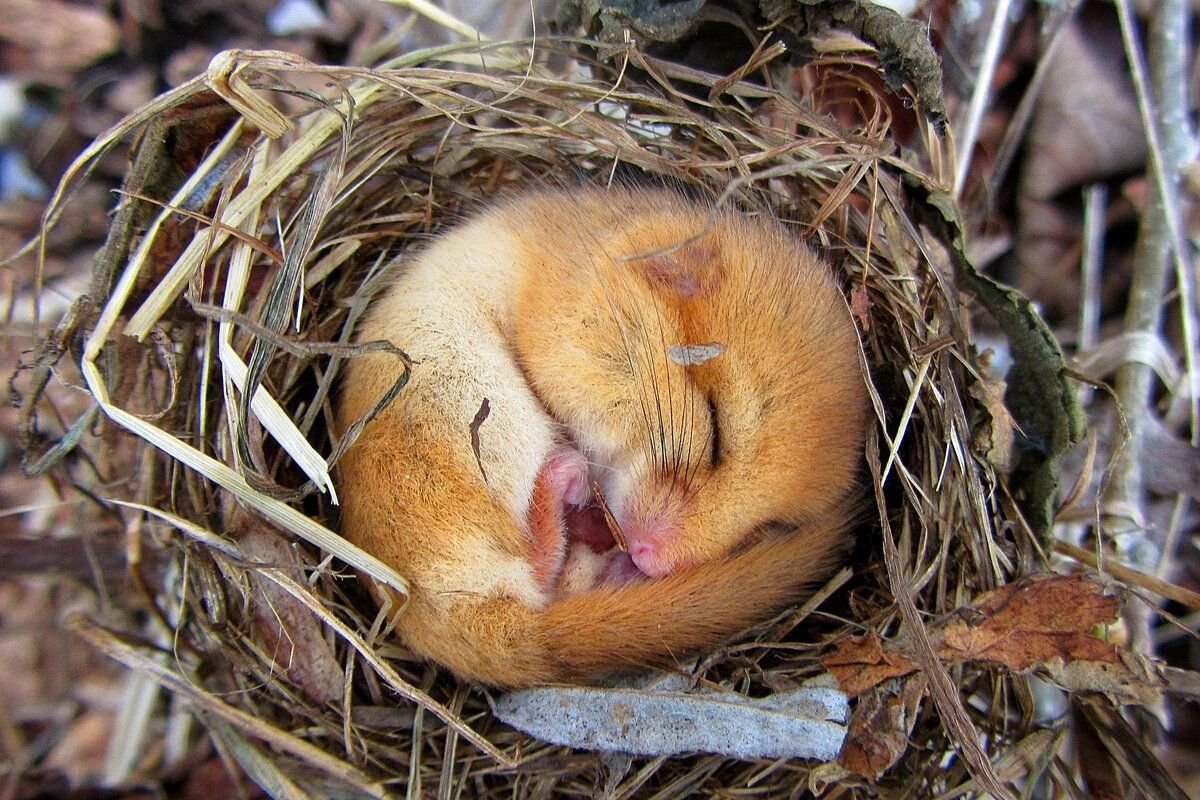 Орешниковая Соня гнездо