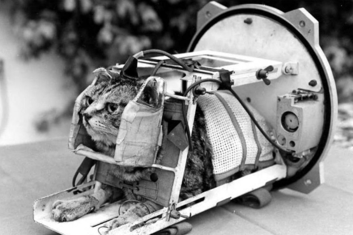 18 октября 1963 года франция кошка фелисетт. лайка космонавт. 1963 животное в космосе. кот феликс космонавт. 1957 лайка в космосе.