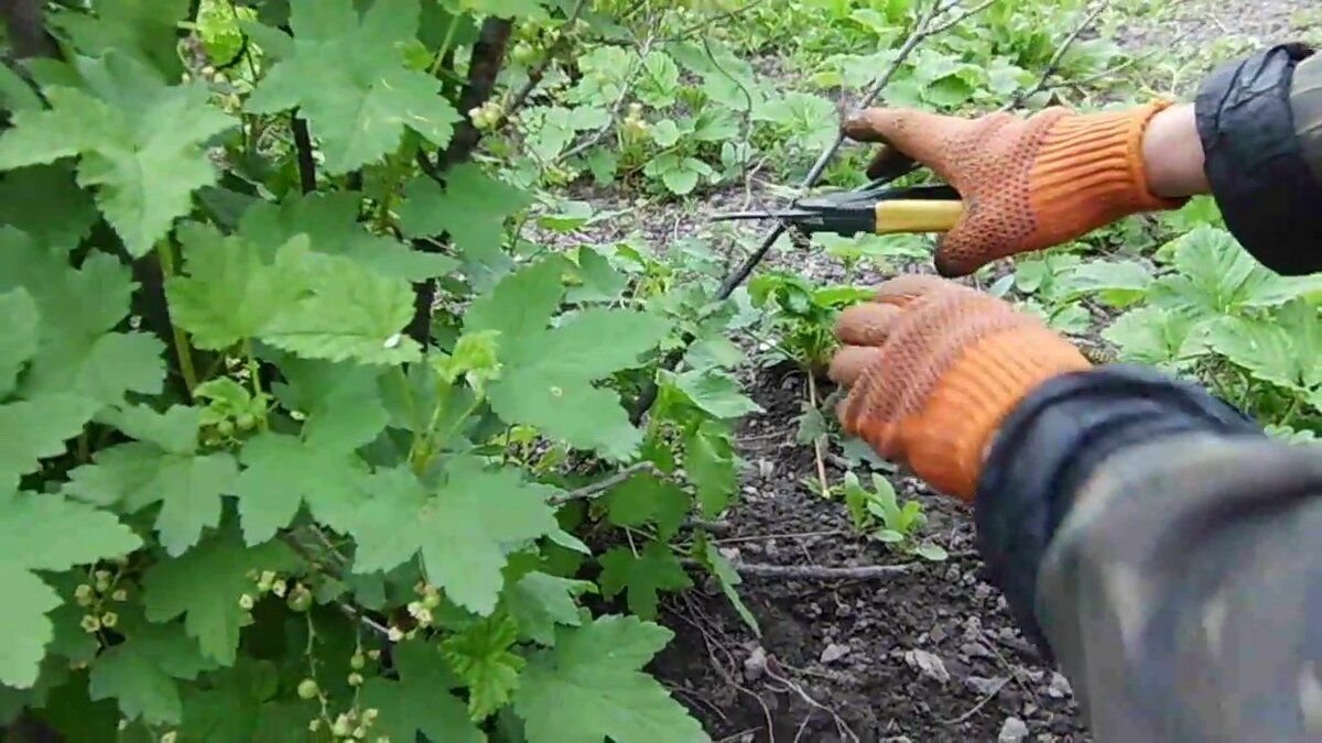 Собирала в огороде красную смородину. Обрезка ягодных кустарников. Омолаживание смородины. Срезка кустарников смородины. Омоложение куста смородины.