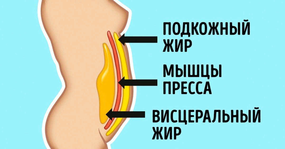 Висцеральный жир. Подкожный и висцеральный жир.