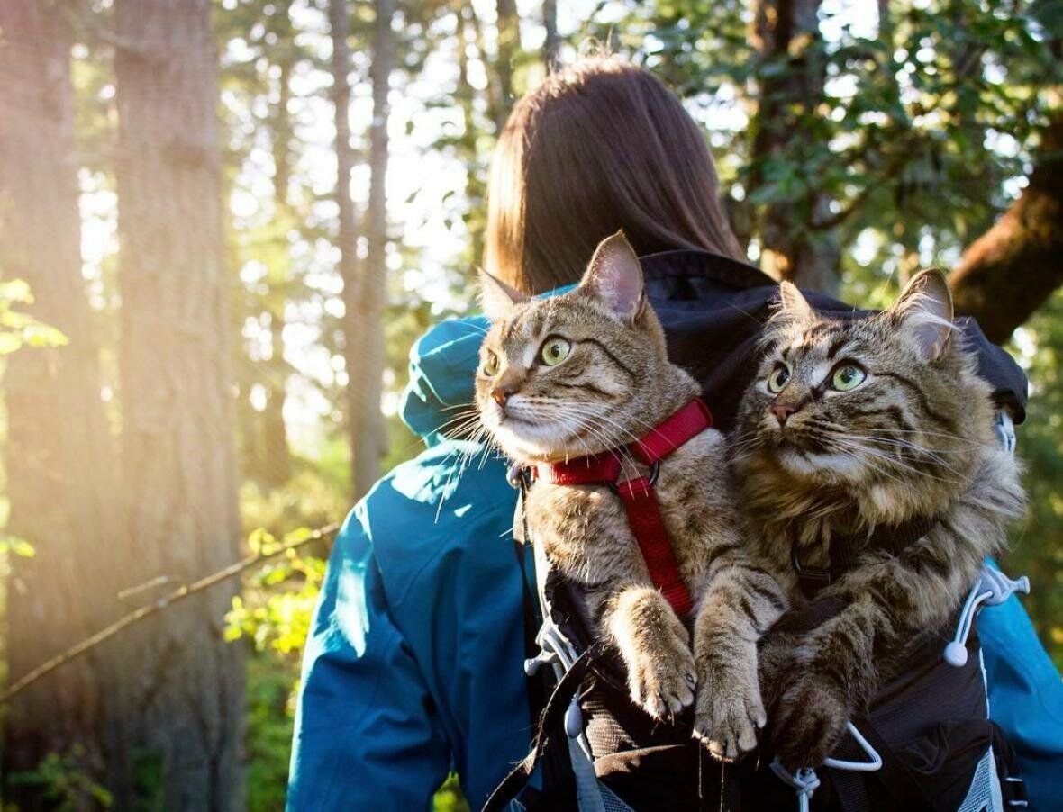 Кот путешественник фото