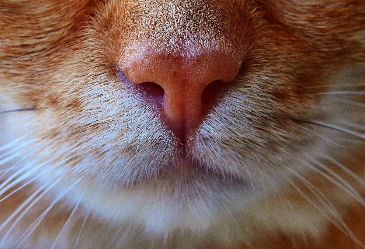Нос рыжего кота