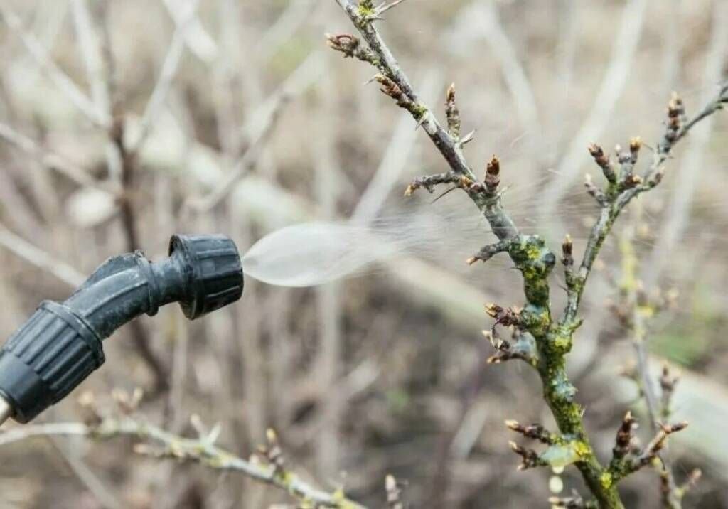 Когда надо обрабатывать плодовые деревья. Опрыскивание плодовых деревьев. Обработка сада от вредителей. Опрыскивани к деревьев. Обработка деревьев от вредителей.