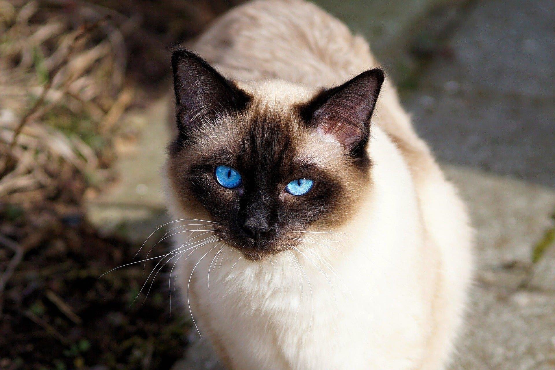 Siamese cat. Сиамская кошка. Сиамская кошка Сиамская. Королевская Сиамская кошка. Сиамский кот королевской породы.