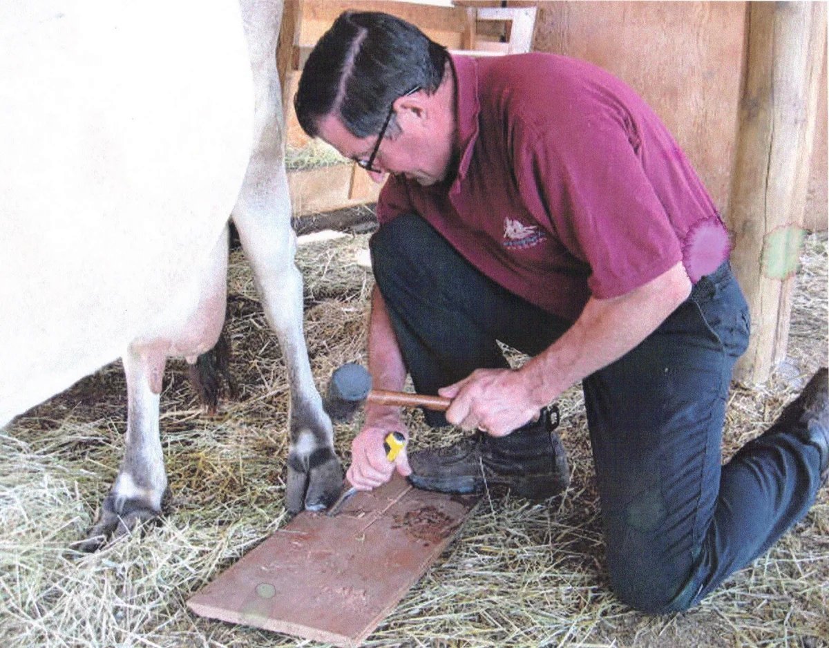 Как правильно подстричь корове копыта