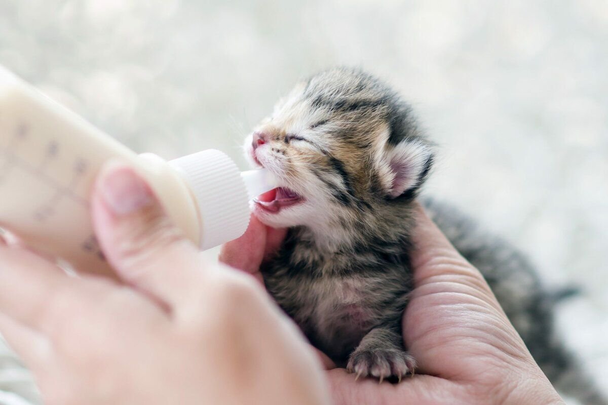 Кормиться маленькие котики