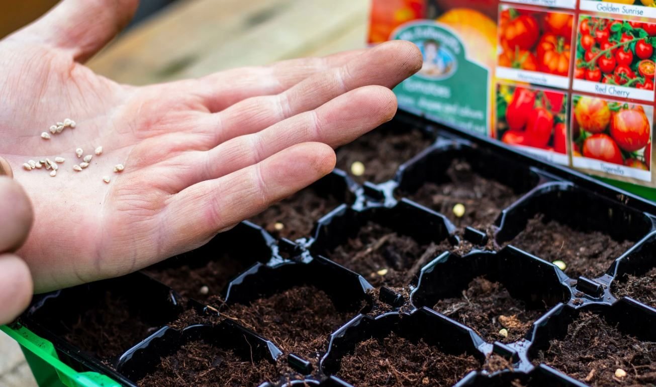 Посев семян томатов в апреле 2024. Семена для рассады. Высаживание семян на рассаду. Посев рассады. Посев семян томатов на рассаду.