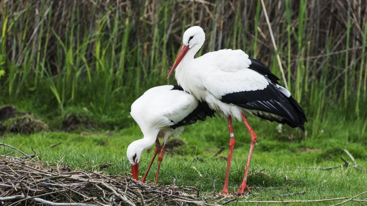 Белый аист отзыв. Интересные факты о аистах. Stork.