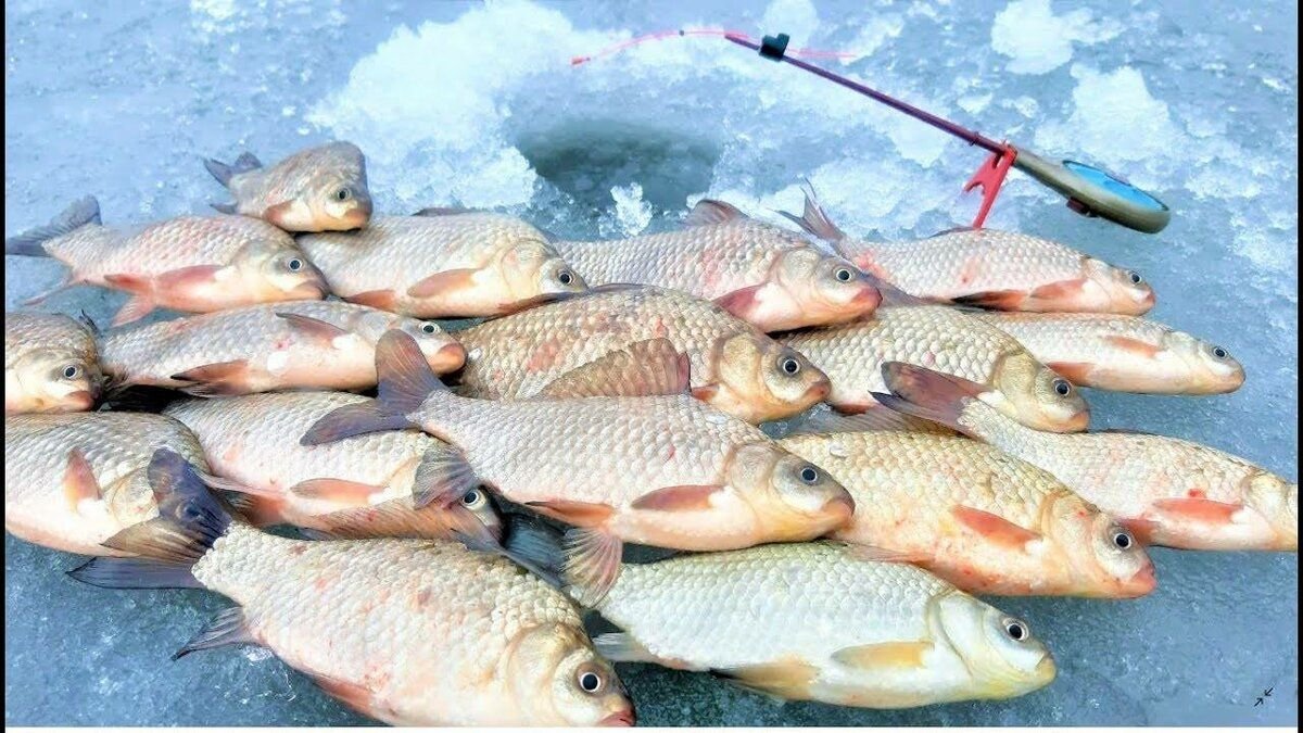 зимняя рыбалка. ловля карася на льду. снасти для зимней рыбалки. зимняя рыбалка на карася. улов карася зимой.