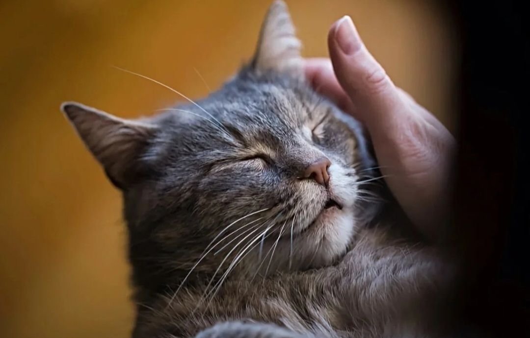 Done cat