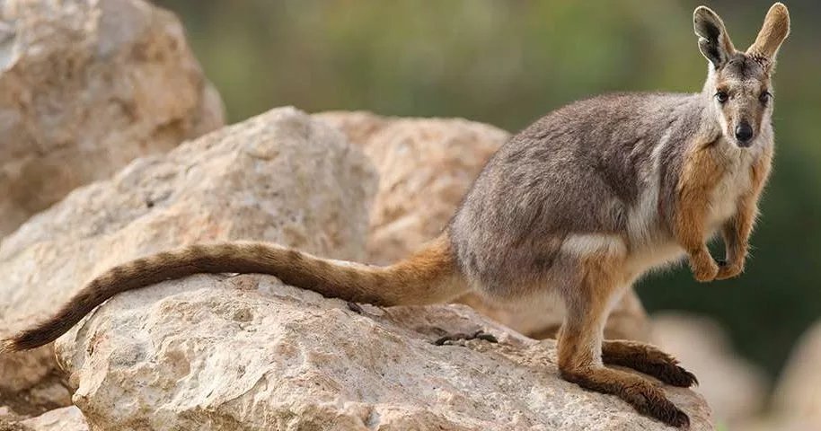 Yellow Footed Rock Wallaby