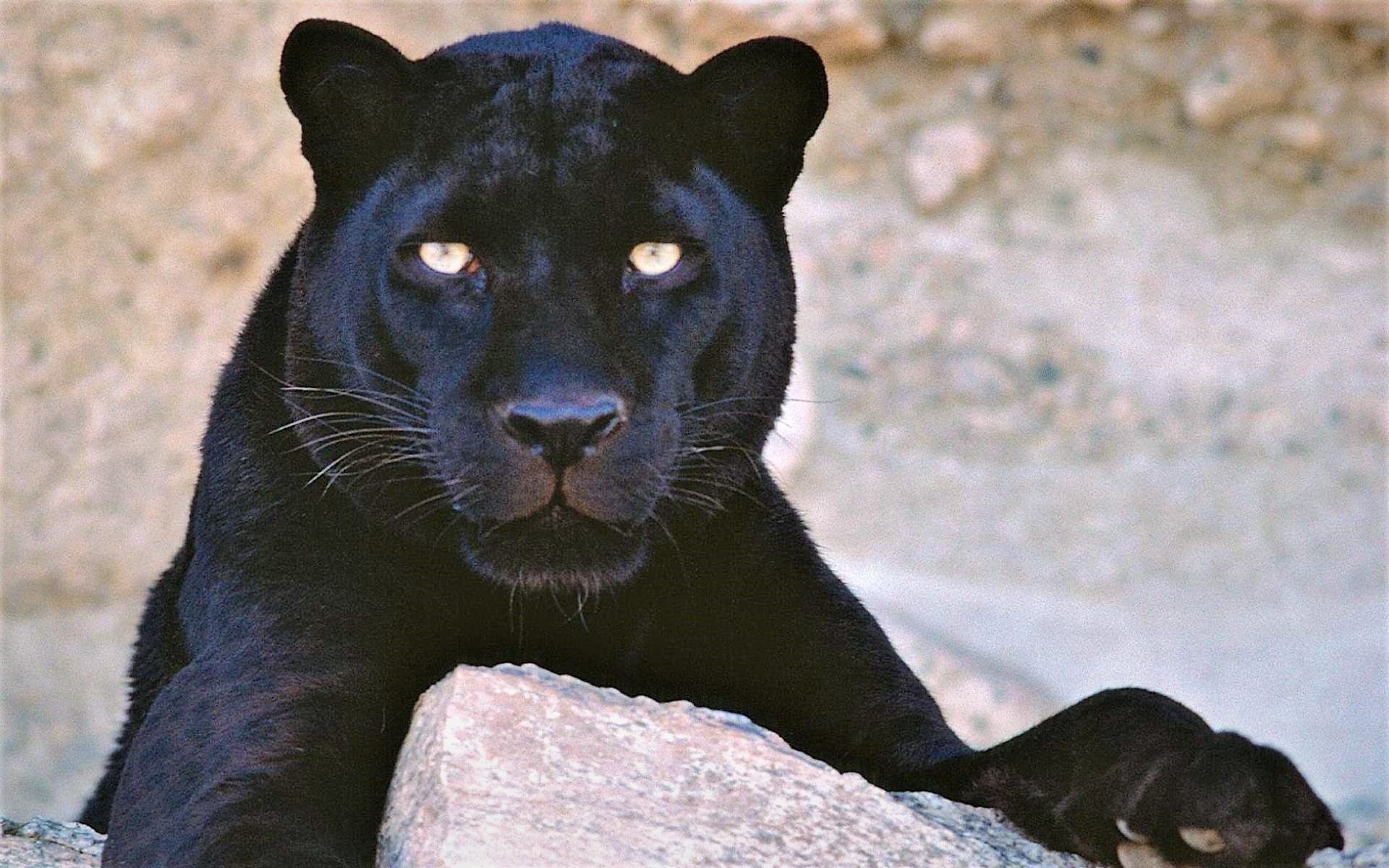 картинки пантера черная красивая
