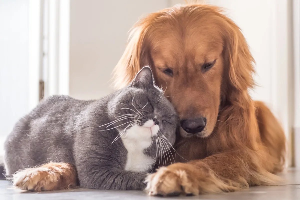 фото где кошка и собака вместе
