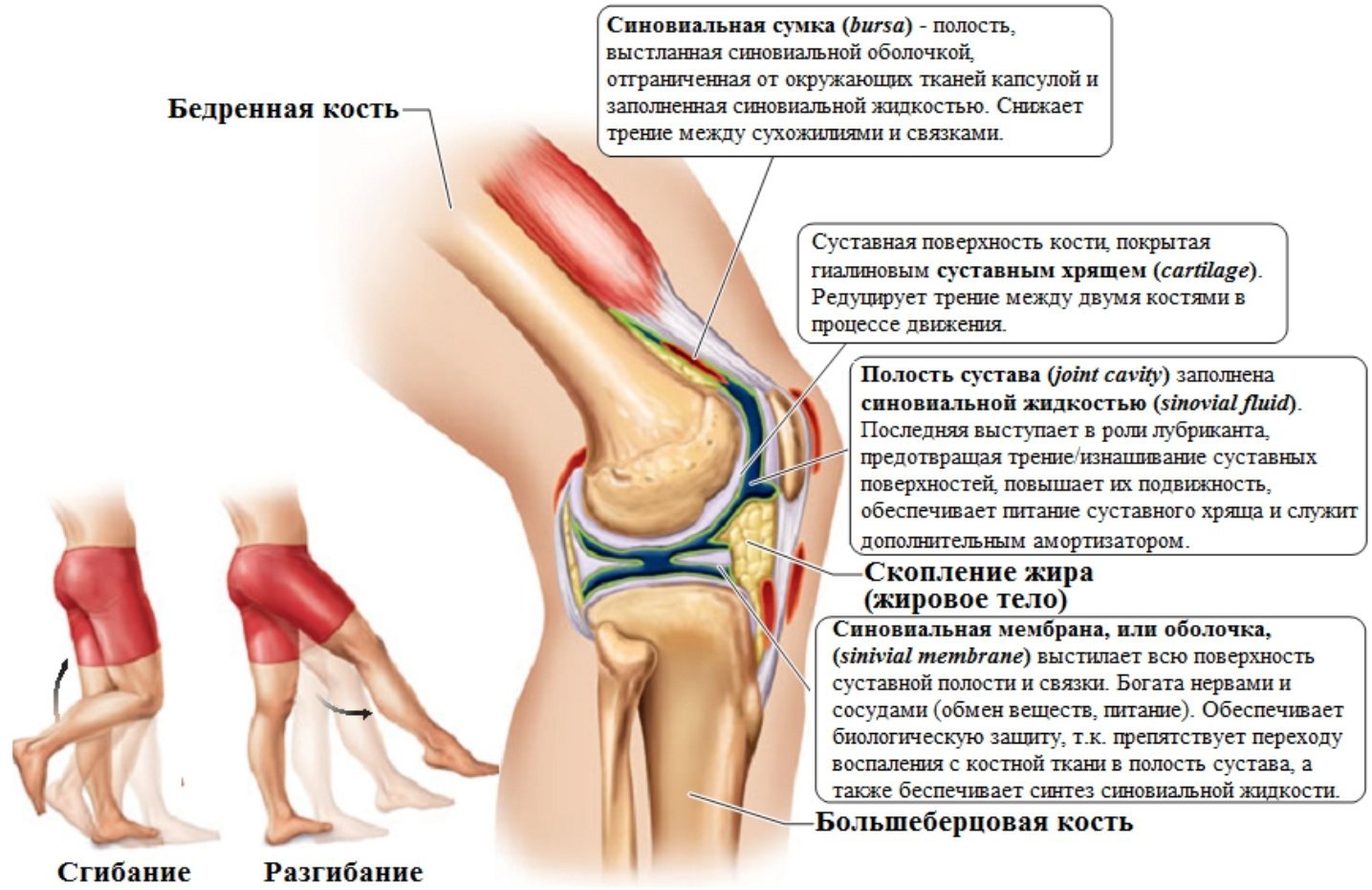 Болит колено при сгибании