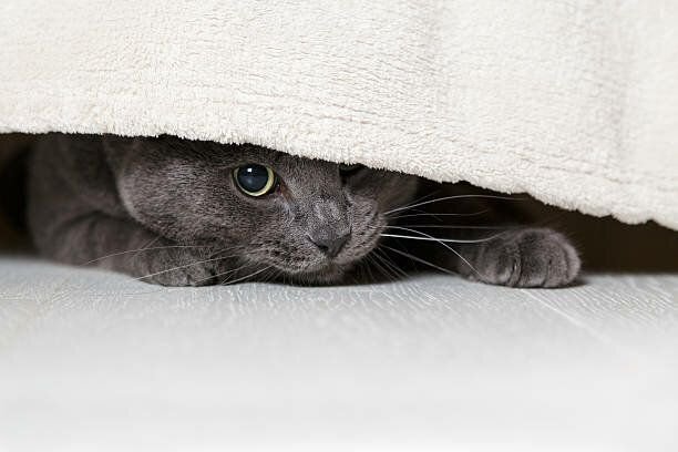 Кошка забилась под кровать