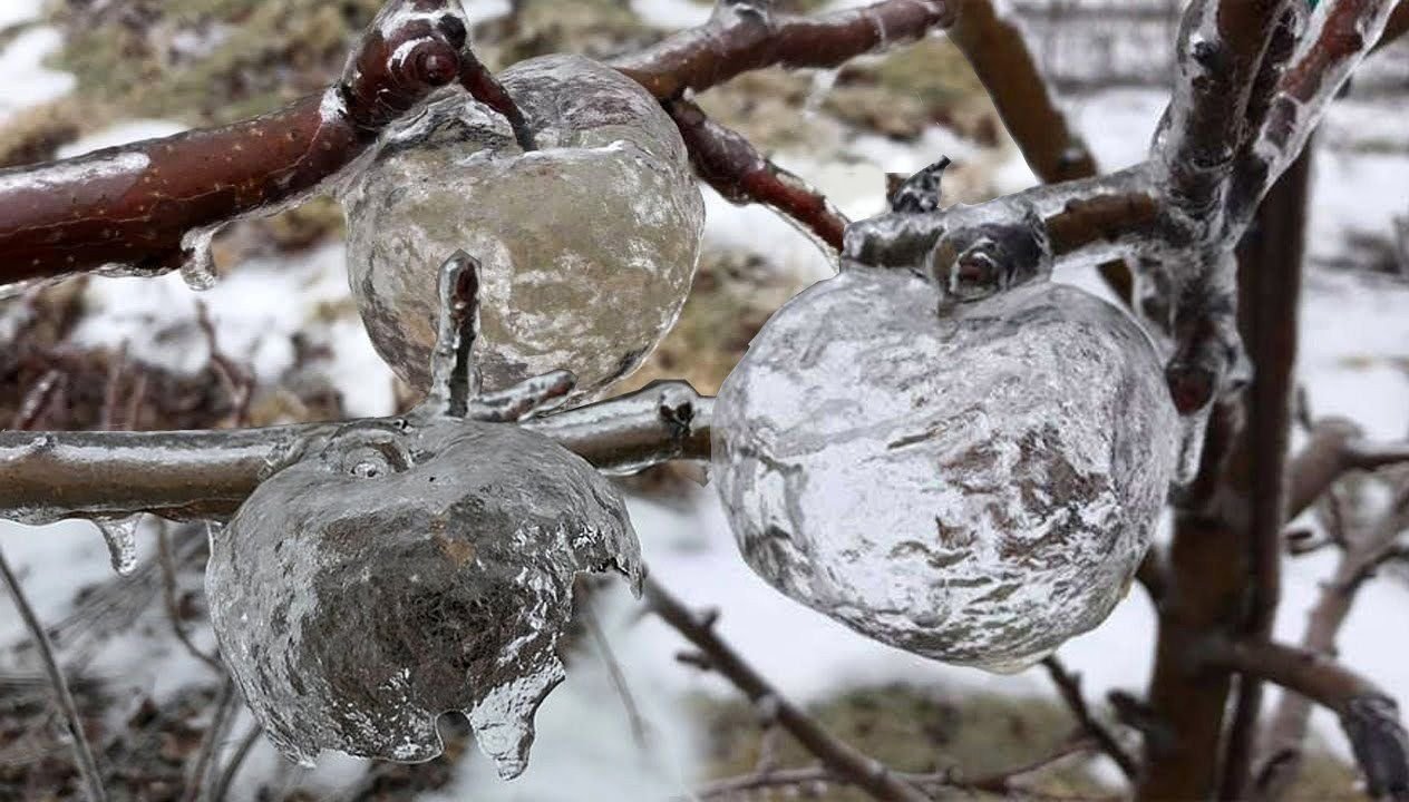 Фото замерзшей яблони