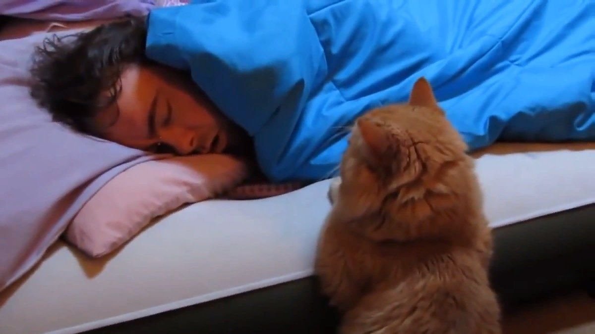 Разбудила спящего парня. Кот будит хозяйку. Кошка проснулась.