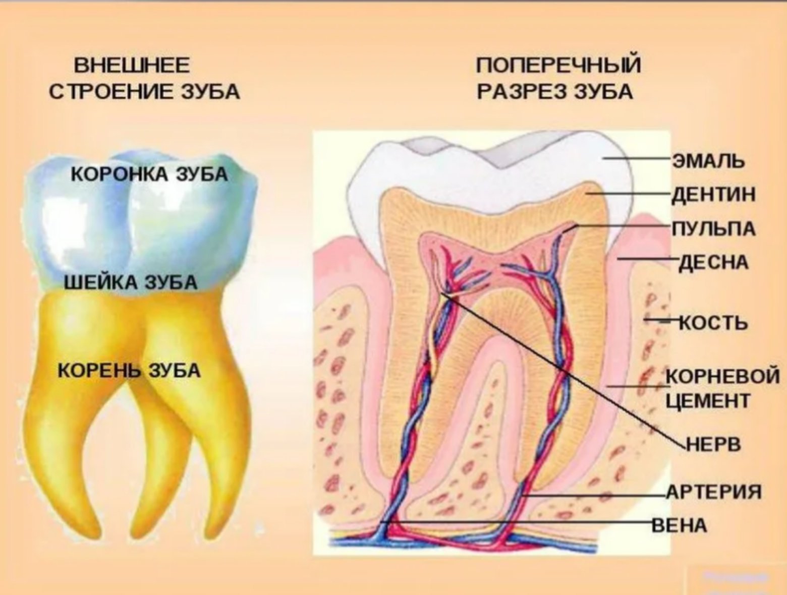 Зуб рисунок строение