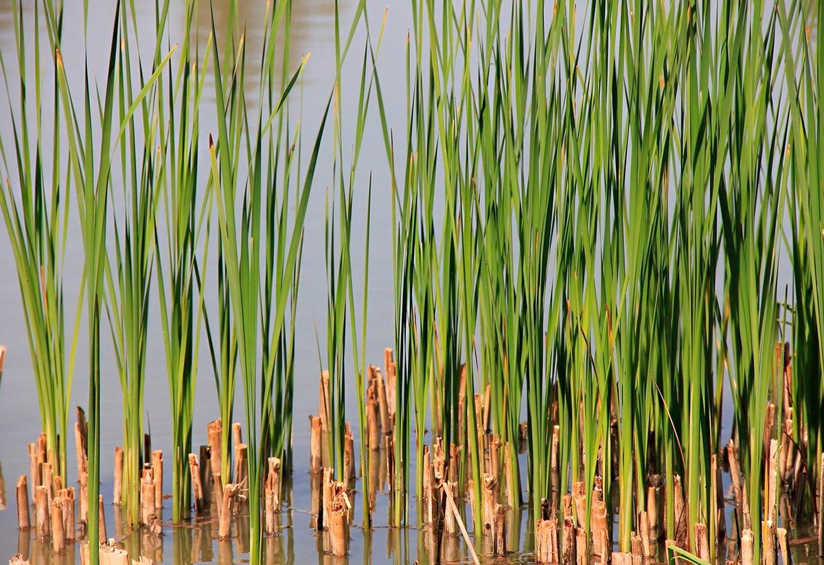 Растения растущие по берегам водоемов. Тростник Южный phragmites Australis. Тростник обыкновенный phragmites Australis. Бамбук тростниковый bambusa arundinacea. Тростник Южный обыкновенный.