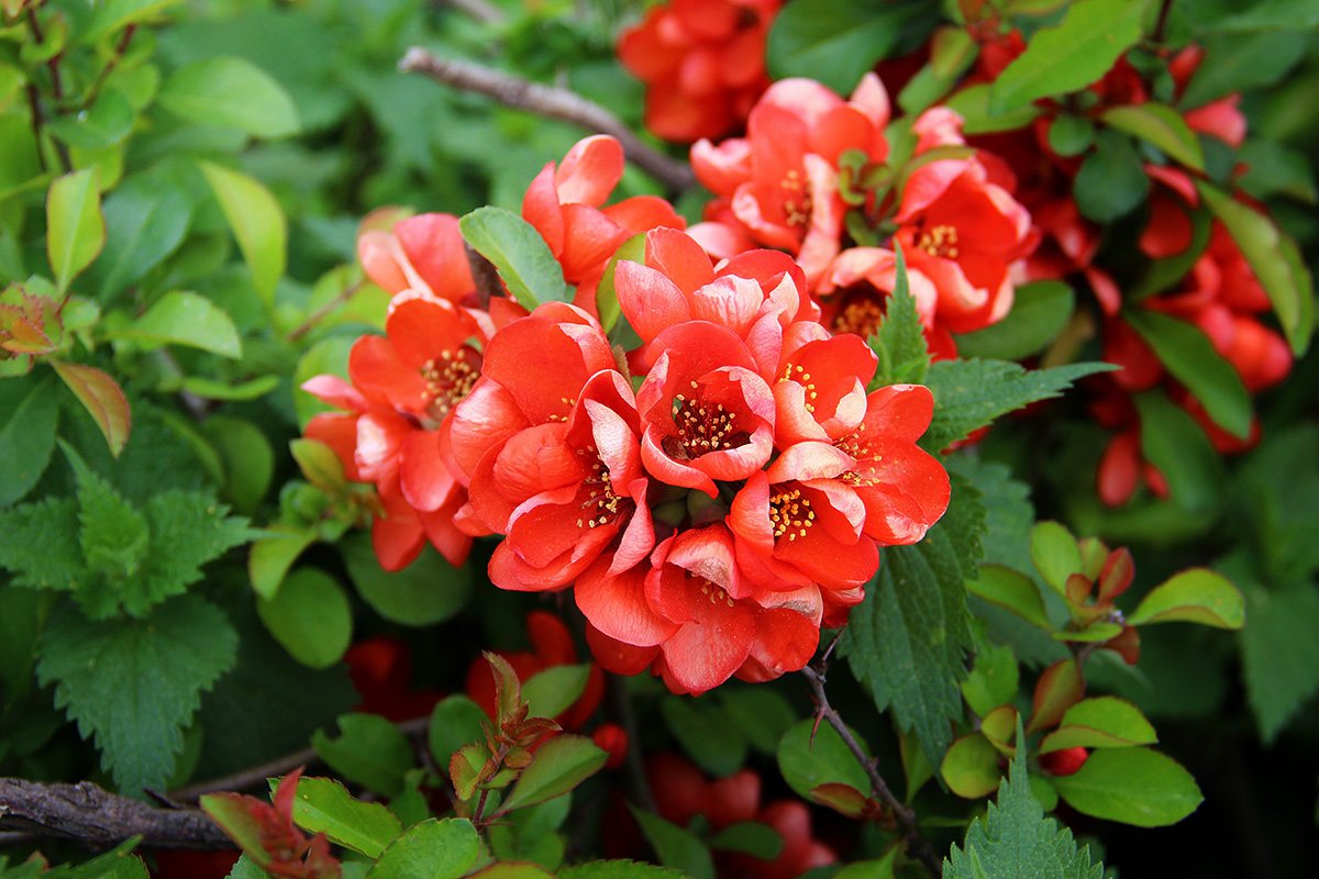 Айва фото и описание кустарника. Chaenomeles sinensis. Айва японская бесшипная. Айва великолепная Элли Моссел. Хеномелес Маулея или айва японская низкая.