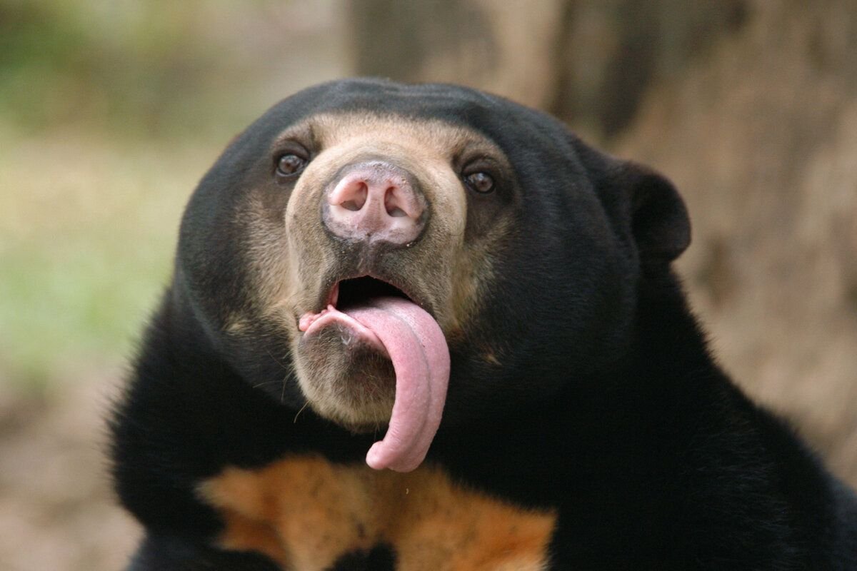 Малайский медведь язык