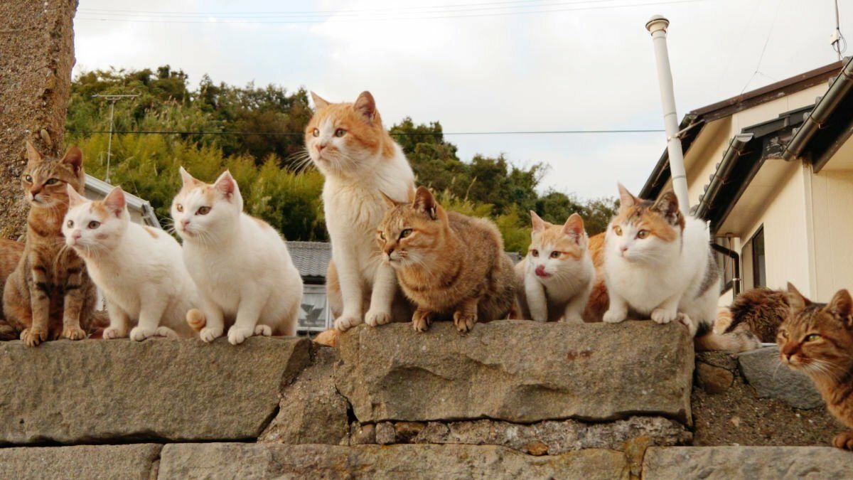 остров кошек япония