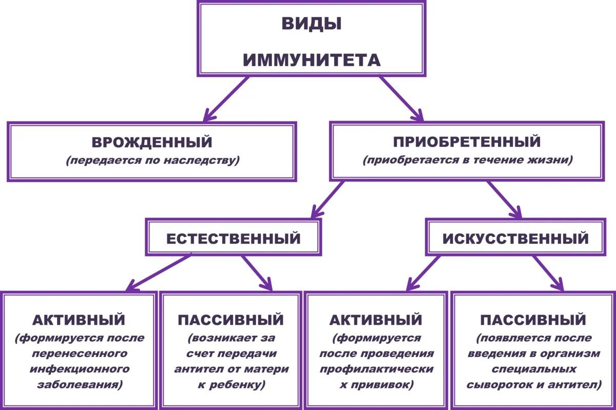 Перечислите и кратко. Виды иммунитета схема. Иммунитет врожденный и приобретенный схема. Виды иммунитета схема 8 класс. Классификация видов иммунитета.