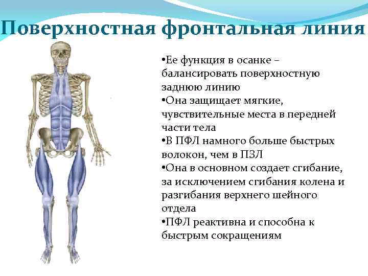 Поверхностная линия. Задняя поверхностная миофасциальная линия. Передняя поверхностная линия Майерс. Глубинная фронтальная линия Майерс. Задняя поверхностная миофасциальная цепь.